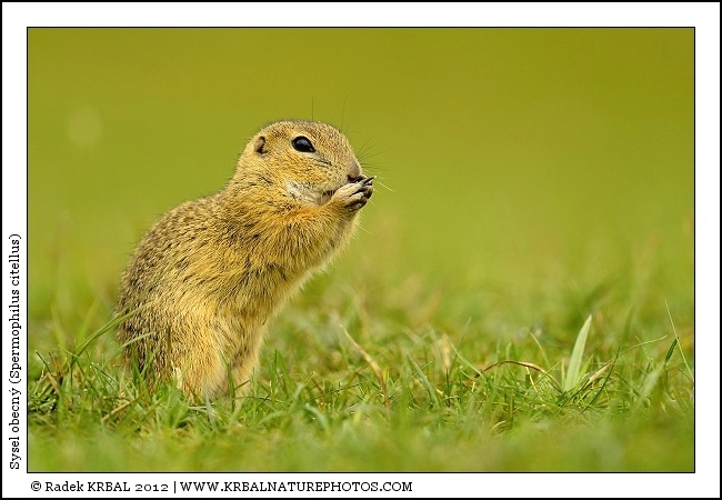 Sysel obecn� | European Ground Squirrel | Europ�ischer Ziesel | Spermophilus citellus