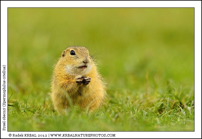 Sysel obecn� | European Ground Squirrel | Europ�ischer Ziesel | Spermophilus citellus