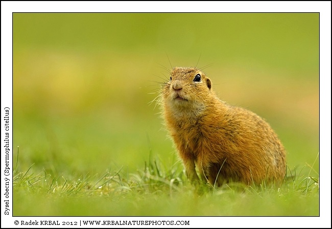 Sysel obecn� | European Ground Squirrel | Europ�ischer Ziesel | Spermophilus citellus