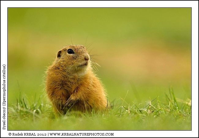 Sysel obecn� | European Ground Squirrel | Europ�ischer Ziesel | Spermophilus citellus