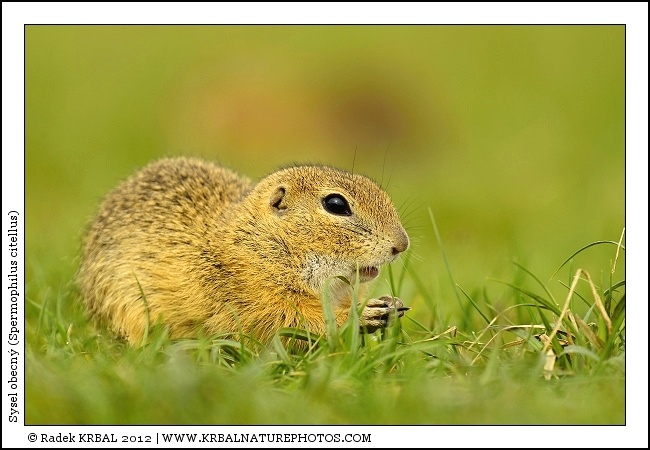 Sysel obecn� | European Ground Squirrel | Europ�ischer Ziesel | Spermophilus citellus