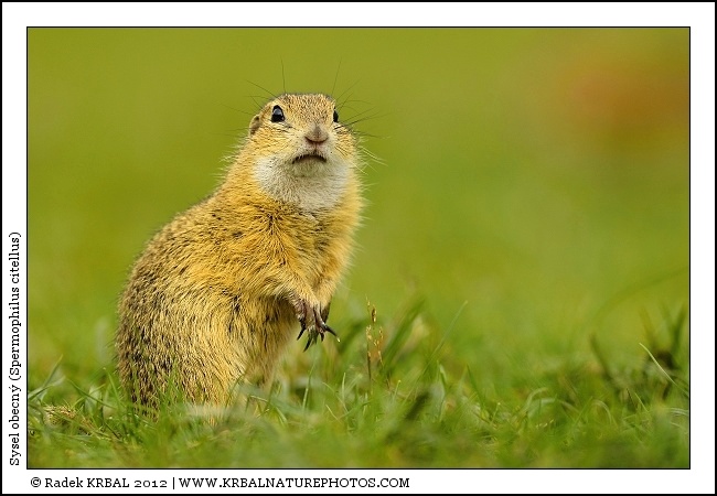 Sysel obecn� | European Ground Squirrel | Europ�ischer Ziesel | Spermophilus citellus