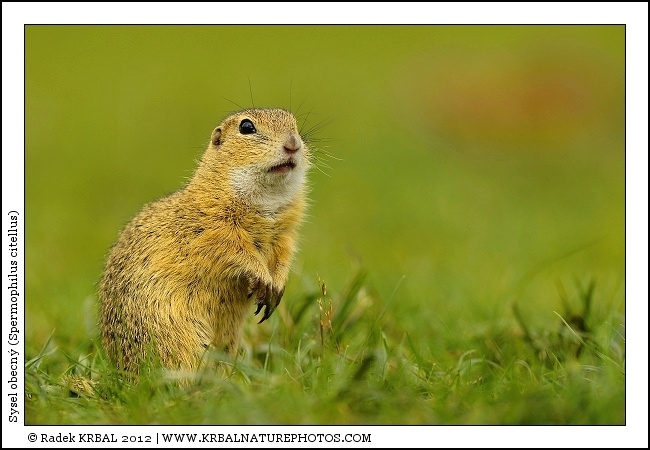 Sysel obecn� | European Ground Squirrel | Europ�ischer Ziesel | Spermophilus citellus