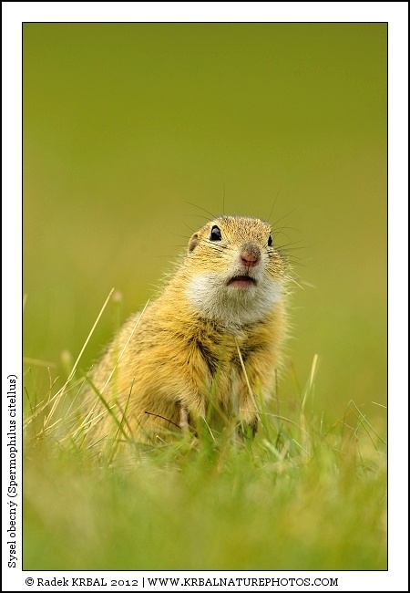 Sysel obecn� | European Ground Squirrel | Europ�ischer Ziesel | Spermophilus citellus