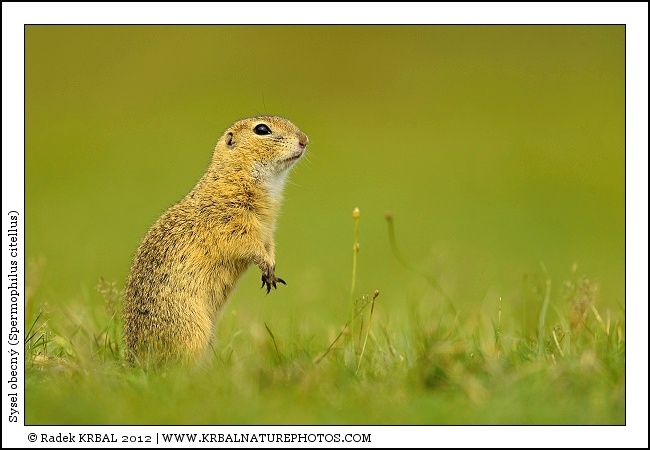 Sysel obecn� | European Ground Squirrel | Europ�ischer Ziesel | Spermophilus citellus