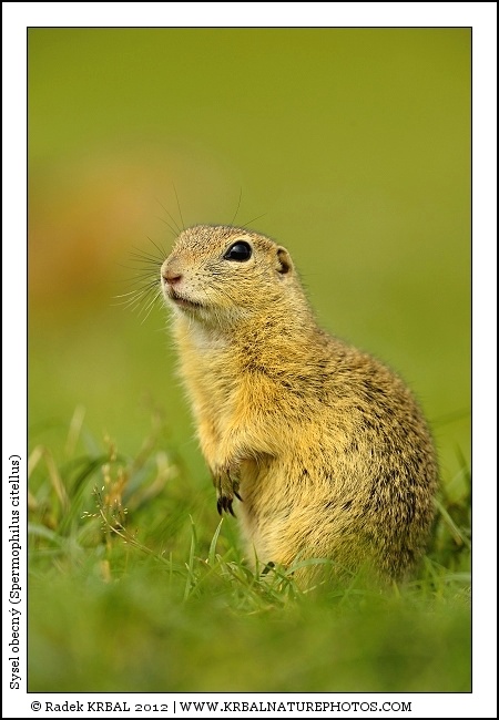 Sysel obecn� | European Ground Squirrel | Europ�ischer Ziesel | Spermophilus citellus