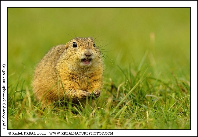 Sysel obecn� | European Ground Squirrel | Europ�ischer Ziesel | Spermophilus citellus