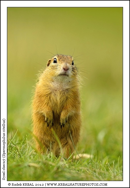Sysel obecn� | European Ground Squirrel | Europ�ischer Ziesel | Spermophilus citellus