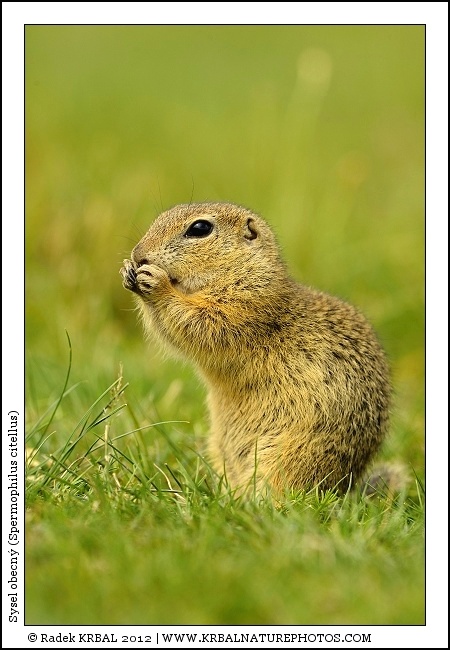 Sysel obecn� | European Ground Squirrel | Europ�ischer Ziesel | Spermophilus citellus