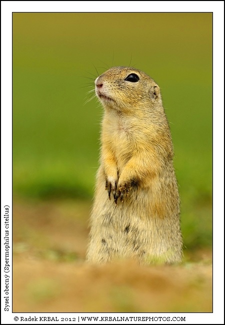 Sysel obecn� | European Ground Squirrel | Europ�ischer Ziesel | Spermophilus citellus