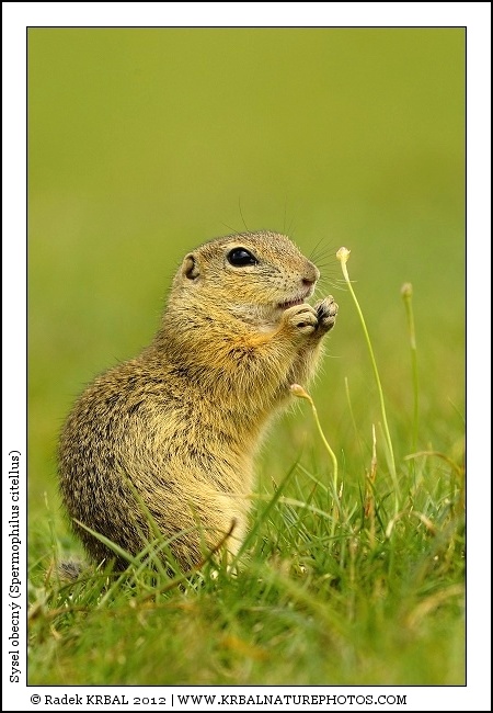 Sysel obecn� | European Ground Squirrel | Europ�ischer Ziesel | Spermophilus citellus
