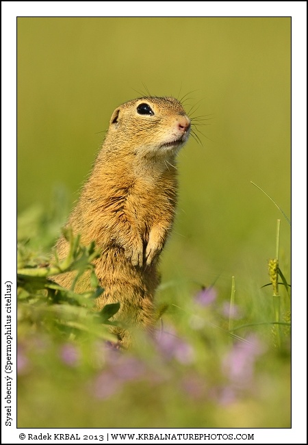 Sysel obecn� | European Ground Squirrel | Europ�ischer Ziesel | Spermophilus citellus