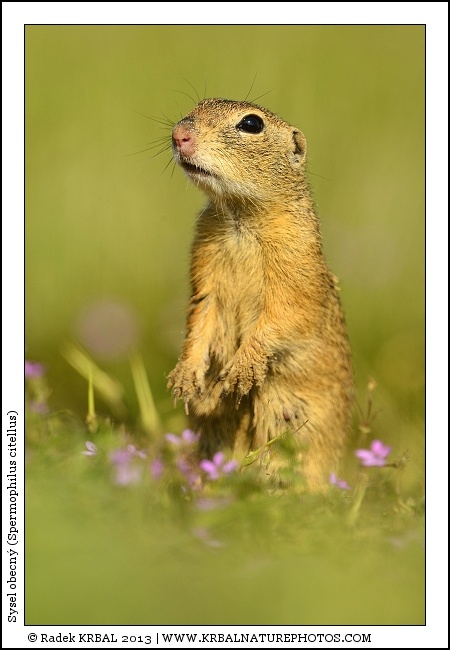 Sysel obecn� | European Ground Squirrel | Europ�ischer Ziesel | Spermophilus citellus