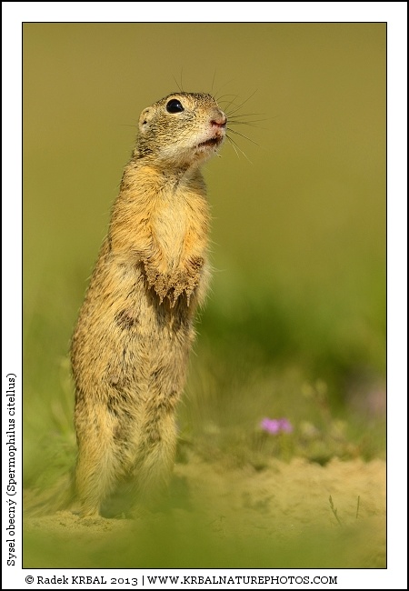 Sysel obecn� | European Ground Squirrel | Europ�ischer Ziesel | Spermophilus citellus
