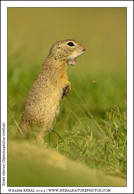 Sysel obecn� | European Ground Squirrel | Europ�ischer Ziesel | Spermophilus citellus