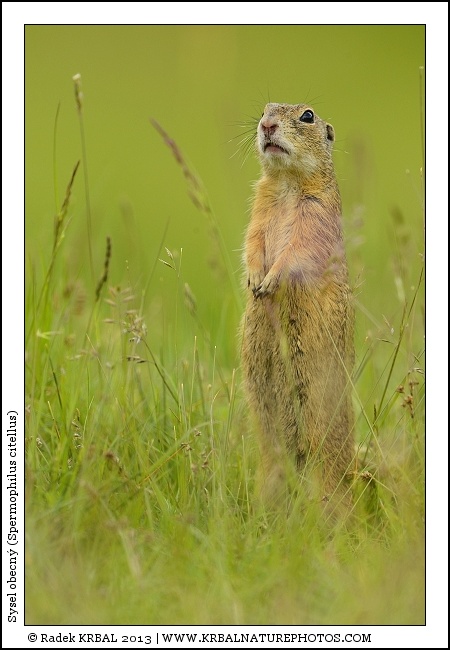 Sysel obecn� | European Ground Squirrel | Europ�ischer Ziesel | Spermophilus citellus