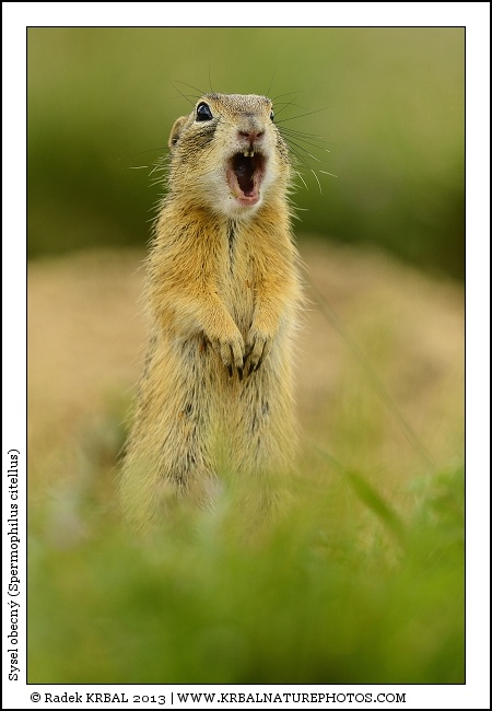 Sysel obecn� | European Ground Squirrel | Europ�ischer Ziesel | Spermophilus citellus