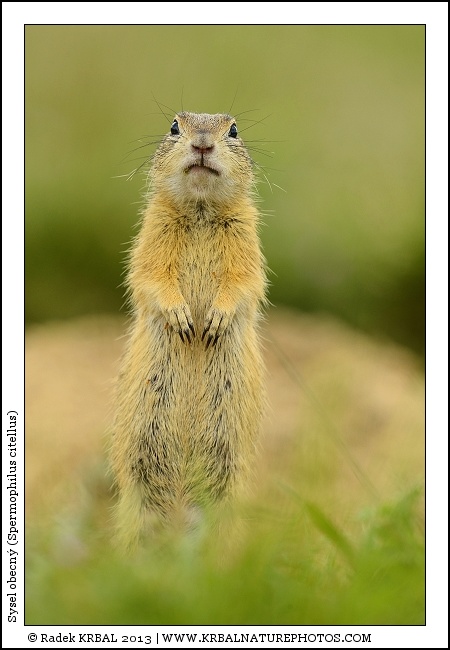 Sysel obecn� | European Ground Squirrel | Europ�ischer Ziesel | Spermophilus citellus