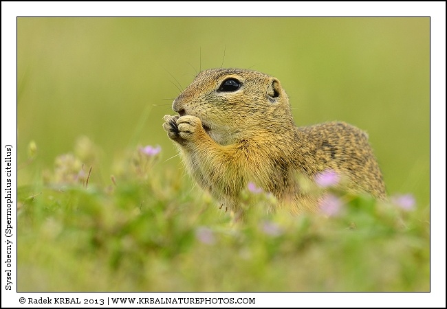 Sysel obecn� | European Ground Squirrel | Europ�ischer Ziesel | Spermophilus citellus