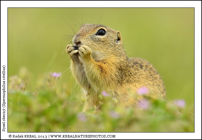 Sysel obecn� | European Ground Squirrel | Europ�ischer Ziesel | Spermophilus citellus