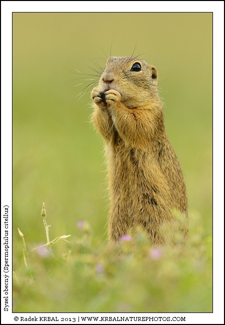 Sysel obecn� | European Ground Squirrel | Europ�ischer Ziesel | Spermophilus citellus