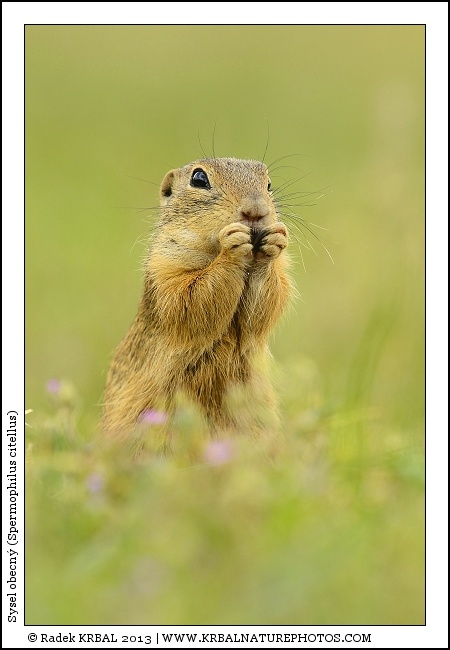 Sysel obecn� | European Ground Squirrel | Europ�ischer Ziesel | Spermophilus citellus