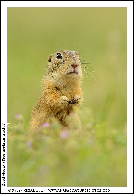 Sysel obecn� | European Ground Squirrel | Europ�ischer Ziesel | Spermophilus citellus