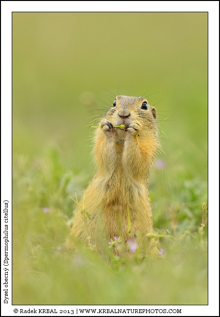 Sysel obecn� | European Ground Squirrel | Europ�ischer Ziesel | Spermophilus citellus