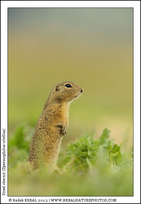 Sysel obecn� | European Ground Squirrel | Europ�ischer Ziesel | Spermophilus citellus