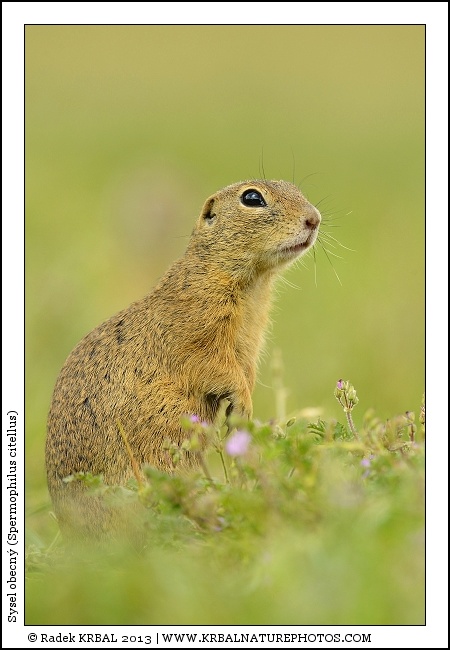 Sysel obecn� | European Ground Squirrel | Europ�ischer Ziesel | Spermophilus citellus