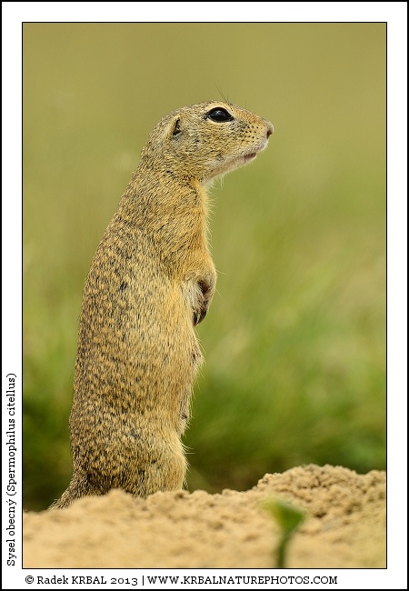 Sysel obecn� | European Ground Squirrel | Europ�ischer Ziesel | Spermophilus citellus