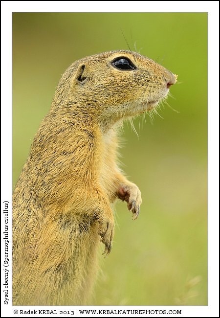 Sysel obecn� | European Ground Squirrel | Europ�ischer Ziesel | Spermophilus citellus
