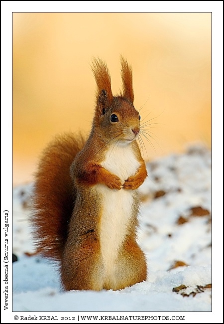 Veverka obecn� | Eurasian Red Squirrel | Europ�isches Eichh�rnchen | Sciurus vulgaris