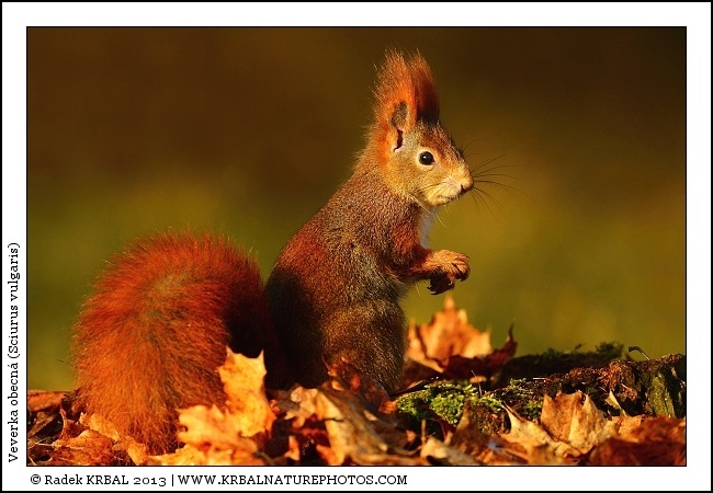 Veverka obecn� | Eurasian Red Squirrel | Europ�isches Eichh�rnchen | Sciurus vulgaris