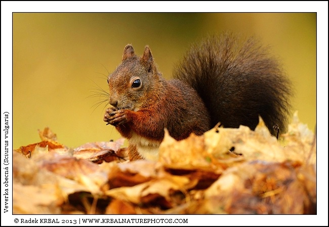 Veverka obecn� | Eurasian Red Squirrel | Europ�isches Eichh�rnchen | Sciurus vulgaris