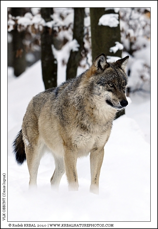 Vlk obecn� | Grey Wolf | Wolf | Canis lupus