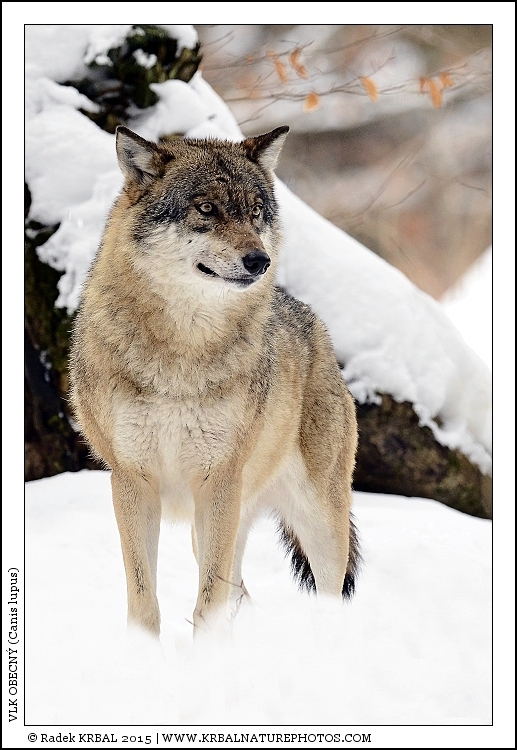 Vlk obecn� | Grey Wolf | Wolf | Canis lupus