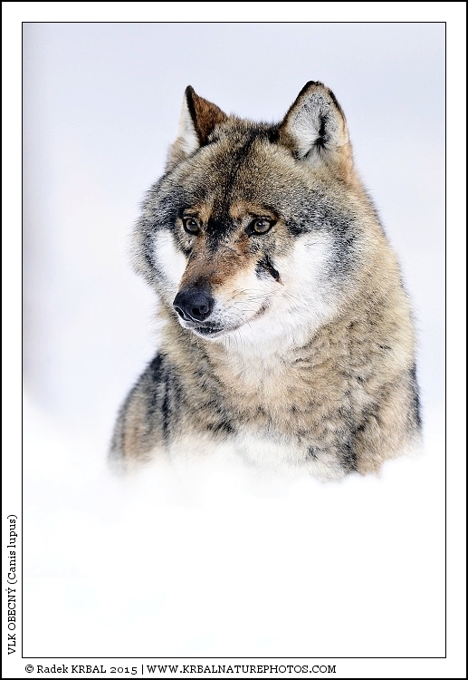 Vlk obecn� | Grey Wolf | Wolf | Canis lupus