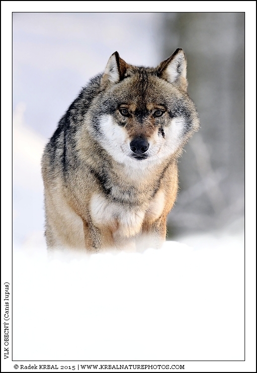 Vlk obecn� | Grey Wolf | Wolf | Canis lupus