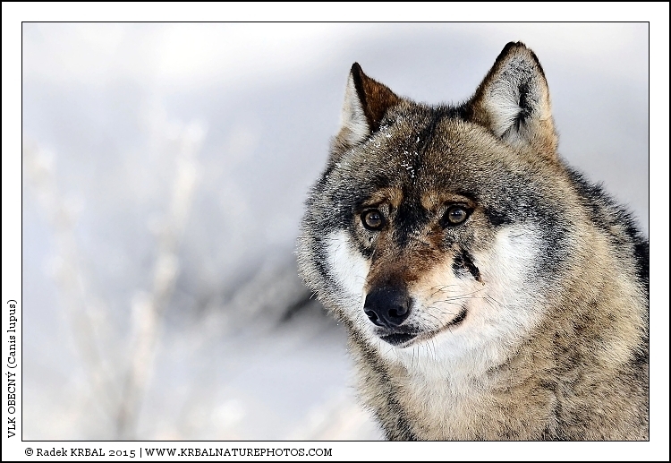 Vlk obecn� | Grey Wolf | Wolf | Canis lupus