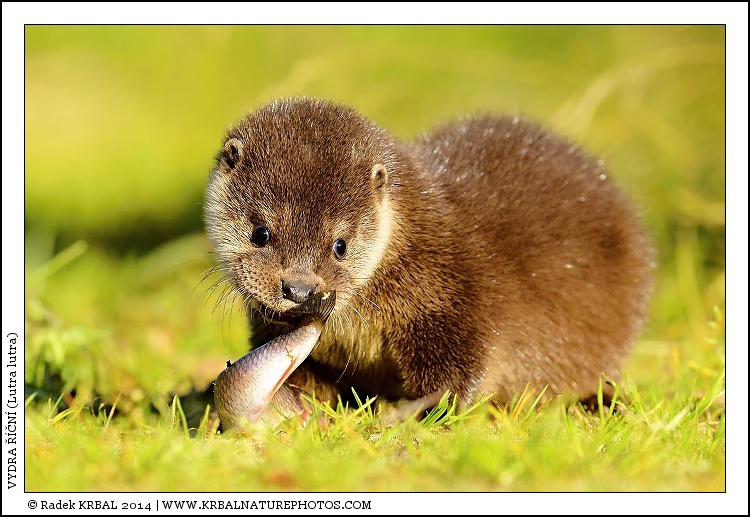 Vydra ���n� | European Otter | Fischotter | Lutra lutra