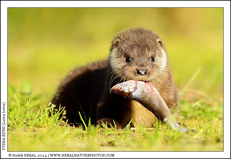 Vydra ���n� | European Otter | Fischotter | Lutra lutra
