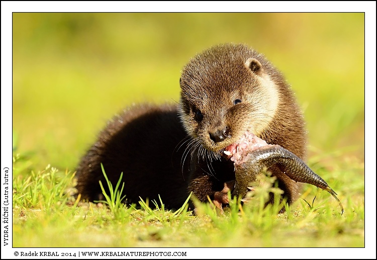 Vydra ���n� | European Otter | Fischotter | Lutra lutra