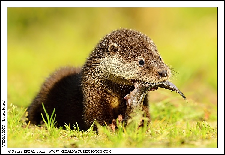 Vydra ���n� | European Otter | Fischotter | Lutra lutra