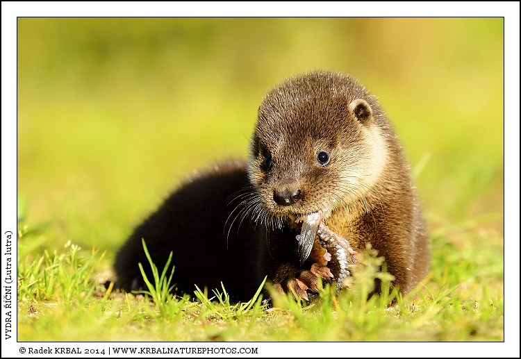 Vydra ���n� | European Otter | Fischotter | Lutra lutra