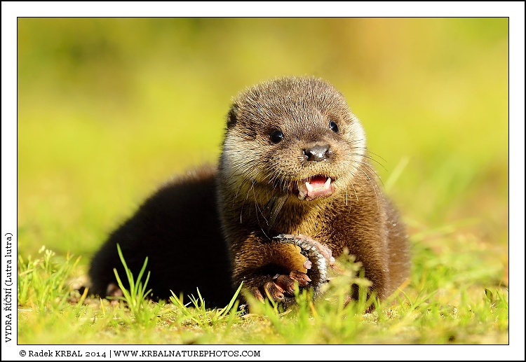 Vydra ���n� | European Otter | Fischotter | Lutra lutra