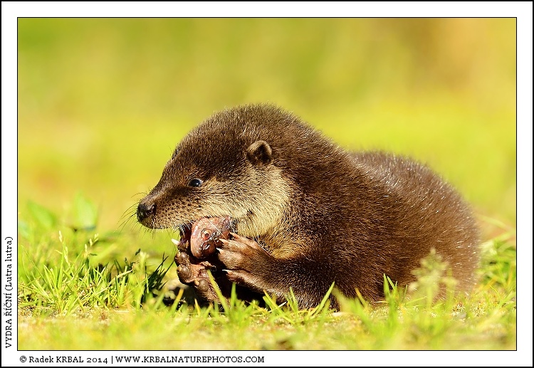 Vydra ���n� | European Otter | Fischotter | Lutra lutra