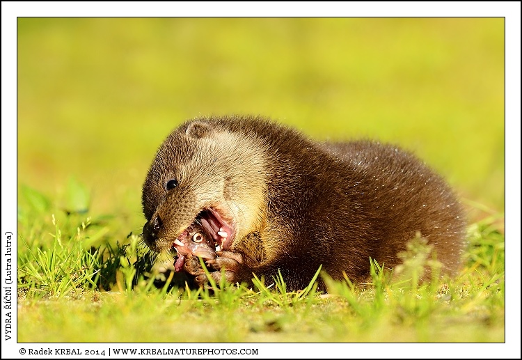 Vydra ���n� | European Otter | Fischotter | Lutra lutra