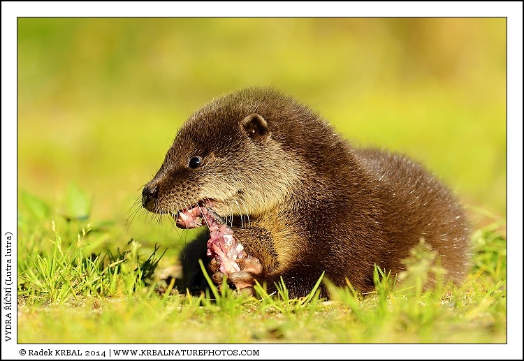 Vydra ���n� | European Otter | Fischotter | Lutra lutra