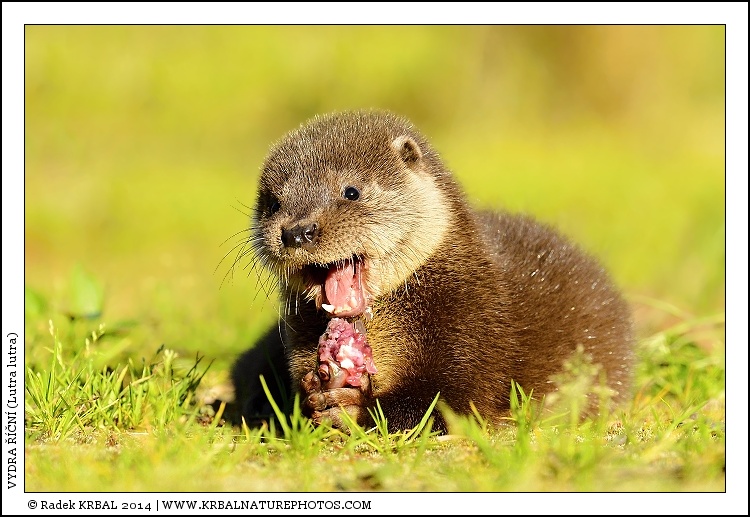 Vydra ���n� | European Otter | Fischotter | Lutra lutra